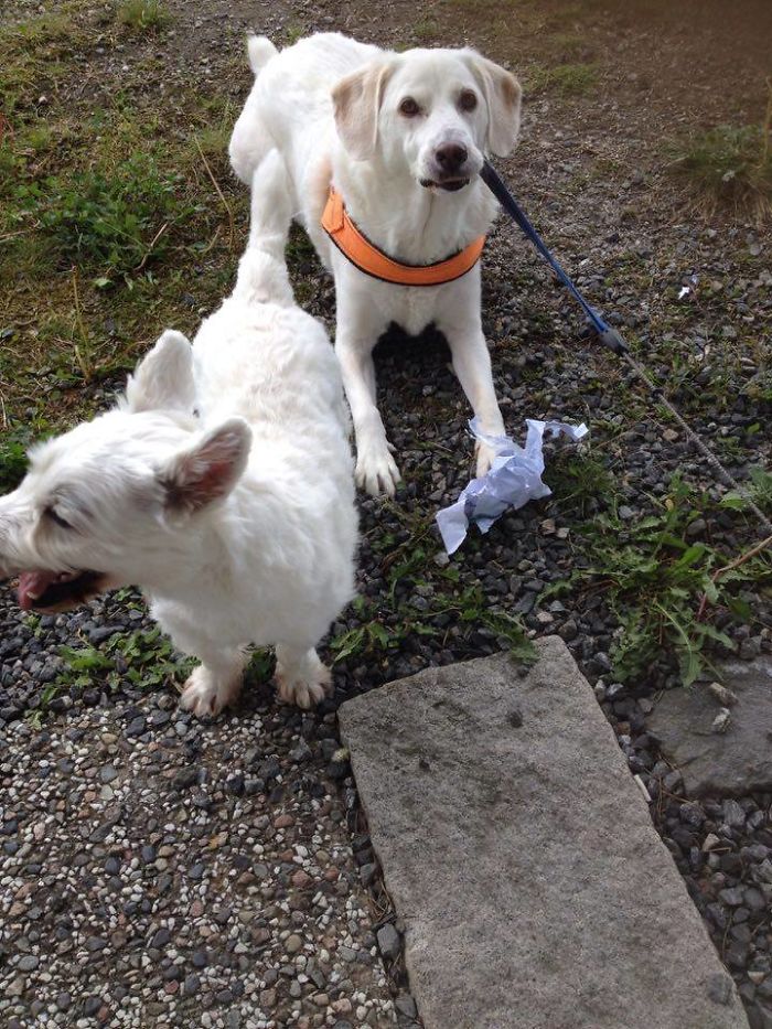 Share Pictures Of Your Pets Being Jerks Share Pictures Of Your Pets Being Jerks