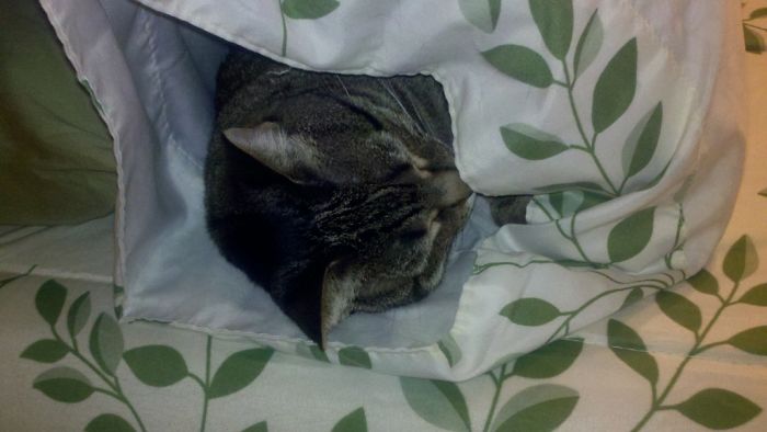 Share Pictures Of Your Pets Being Jerks Share Pictures Of Your Pets Being Jerks