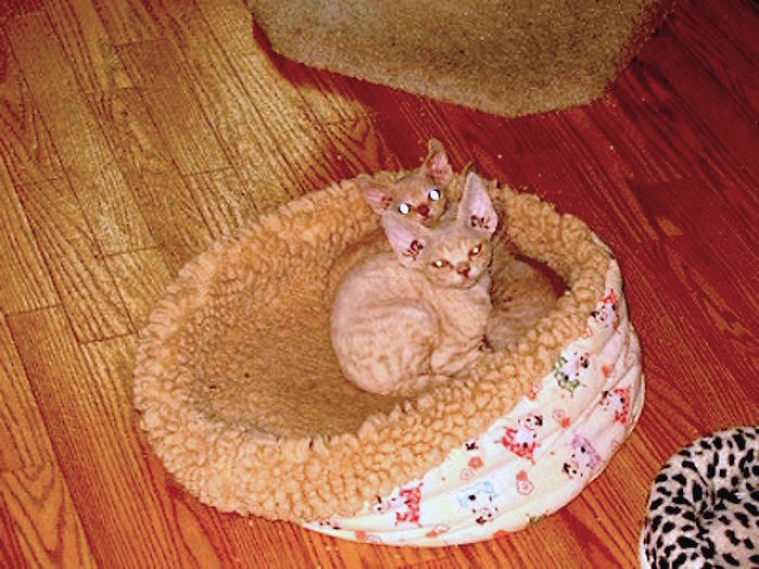 Share Pictures Of Your Pets Being Jerks Share Pictures Of Your Pets Being Jerks