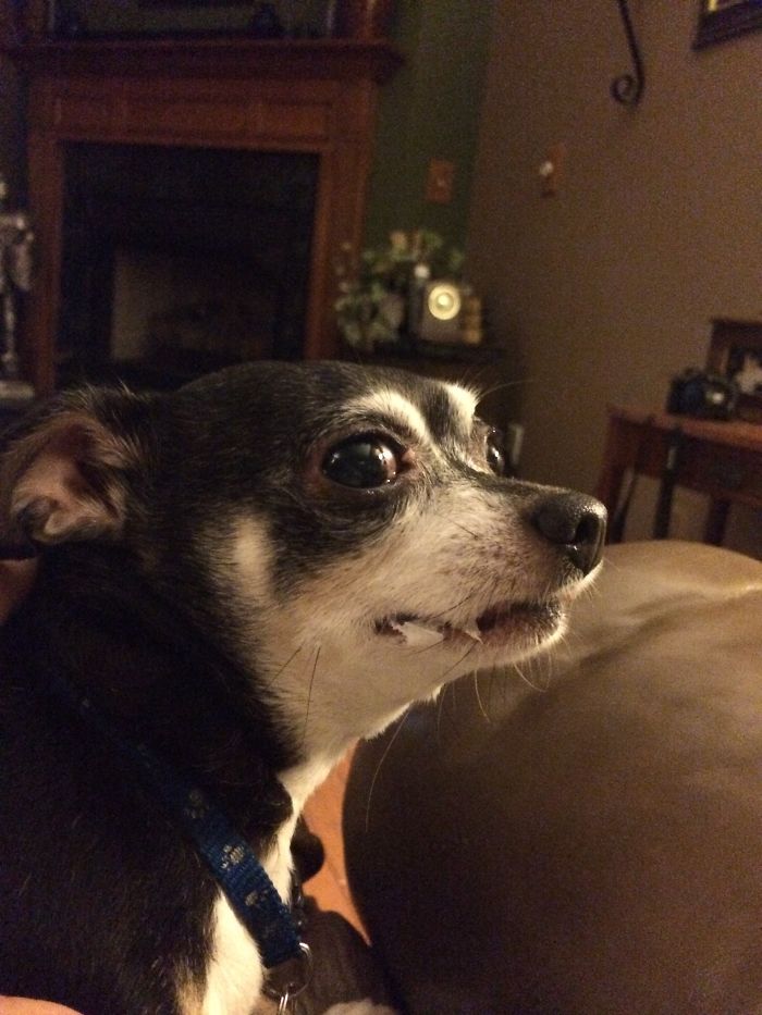 Share Pictures Of Your Pets Being Jerks Share Pictures Of Your Pets Being Jerks