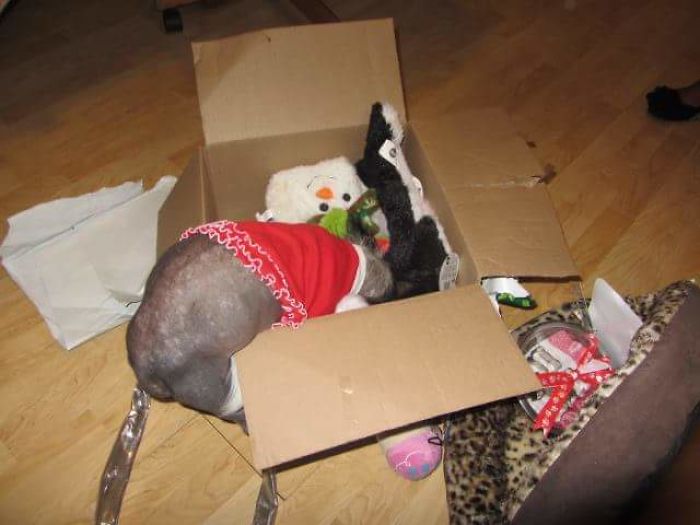 Share Pictures Of Your Pets Being Jerks Share Pictures Of Your Pets Being Jerks