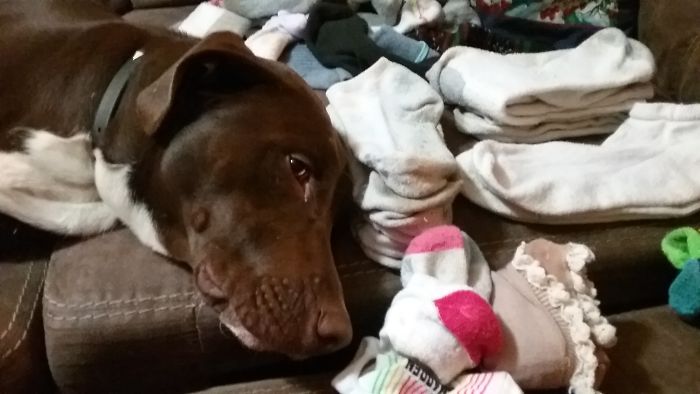 Share Pictures Of Your Pets Being Jerks Share Pictures Of Your Pets Being Jerks