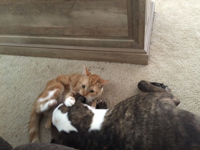 Share Pictures Of Your Pets Being Jerks Share Pictures Of Your Pets Being Jerks