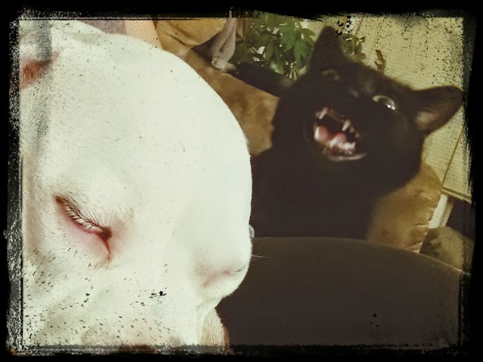 Share Pictures Of Your Pets Being Jerks Share Pictures Of Your Pets Being Jerks