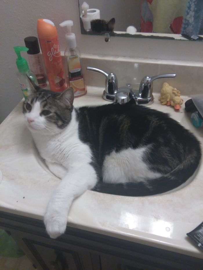 Share Pictures Of Your Pets Being Jerks Share Pictures Of Your Pets Being Jerks