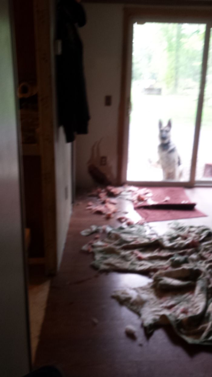 Share Pictures Of Your Pets Being Jerks Share Pictures Of Your Pets Being Jerks