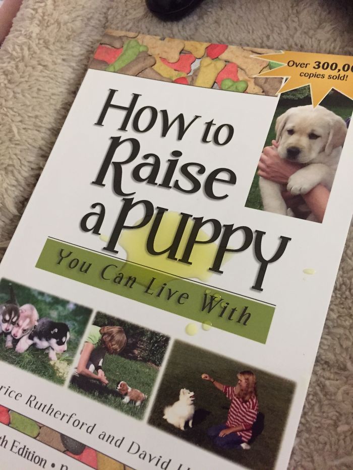 Share Pictures Of Your Pets Being Jerks Share Pictures Of Your Pets Being Jerks