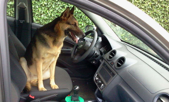 Share Pictures Of Your Pets Being Jerks Share Pictures Of Your Pets Being Jerks