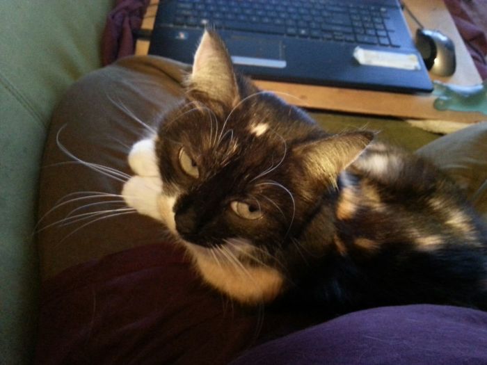 Share Pictures Of Your Pets Being Jerks Share Pictures Of Your Pets Being Jerks