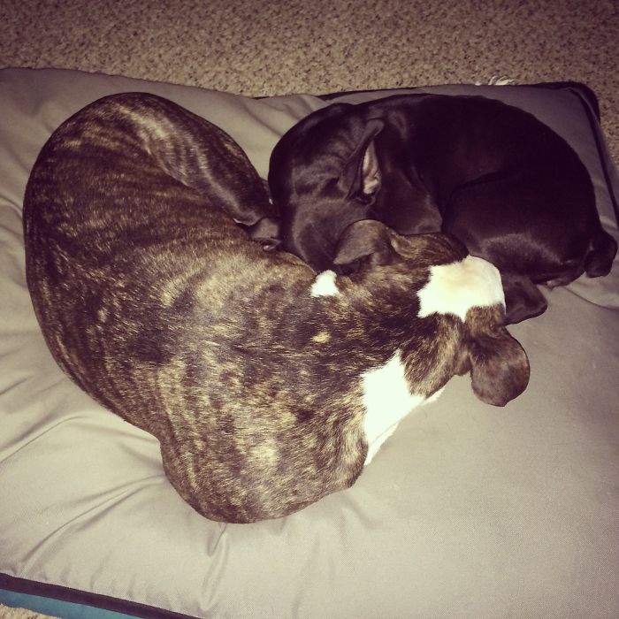 Share Pictures Of Your Pets Being Jerks Share Pictures Of Your Pets Being Jerks