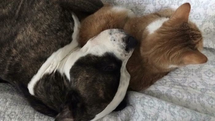 Share Pictures Of Your Pets Being Jerks Share Pictures Of Your Pets Being Jerks