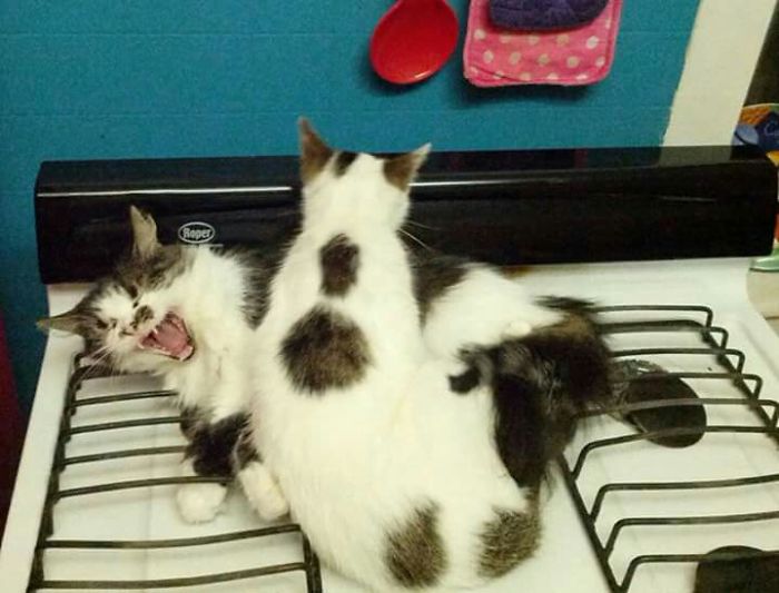 Share Pictures Of Your Pets Being Jerks Share Pictures Of Your Pets Being Jerks