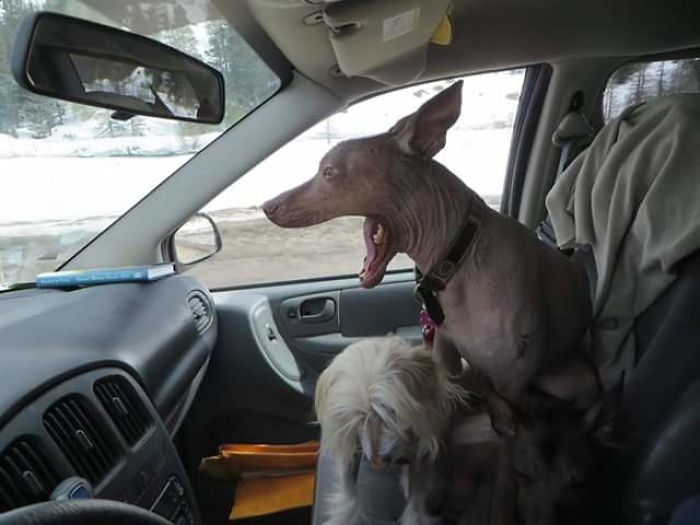 Share Pictures Of Your Pets Being Jerks Share Pictures Of Your Pets Being Jerks