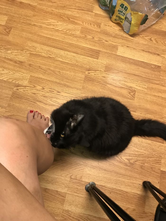 Share Pictures Of Your Pets Being Jerks Share Pictures Of Your Pets Being Jerks