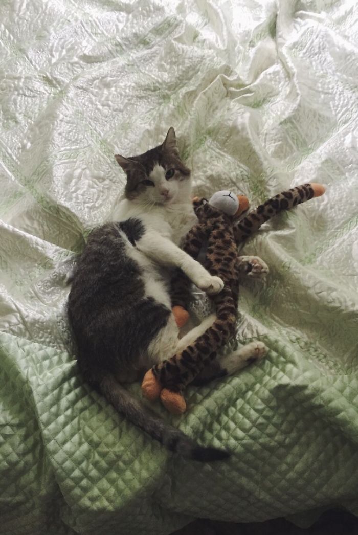 Share Pictures Of Your Pets Being Jerks Share Pictures Of Your Pets Being Jerks