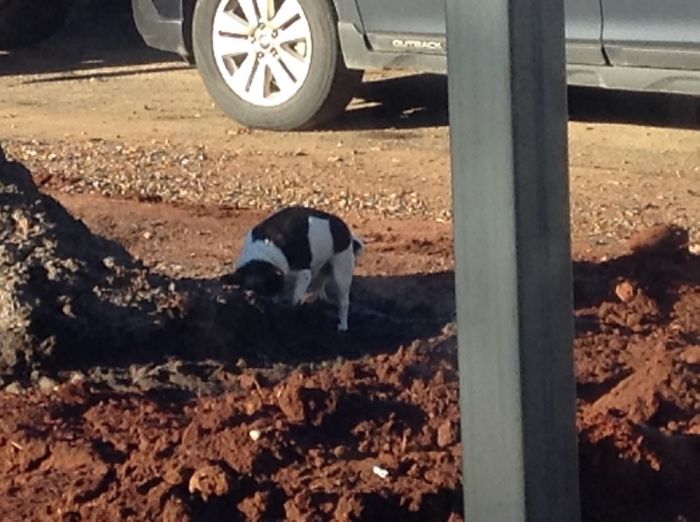 Share Pictures Of Your Pets Being Jerks Share Pictures Of Your Pets Being Jerks