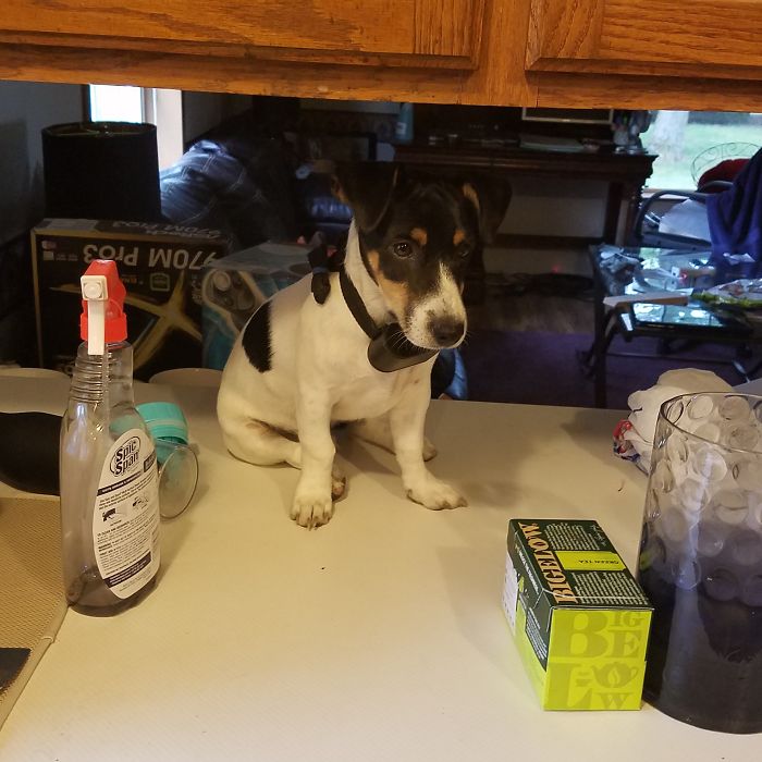 Share Pictures Of Your Pets Being Jerks Share Pictures Of Your Pets Being Jerks