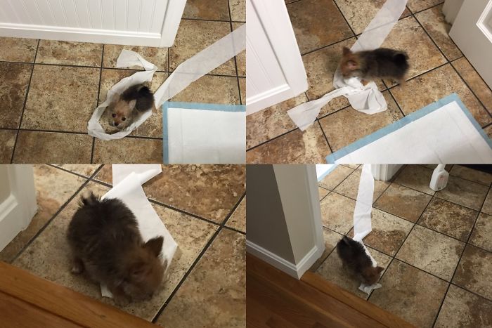 Share Pictures Of Your Pets Being Jerks Share Pictures Of Your Pets Being Jerks