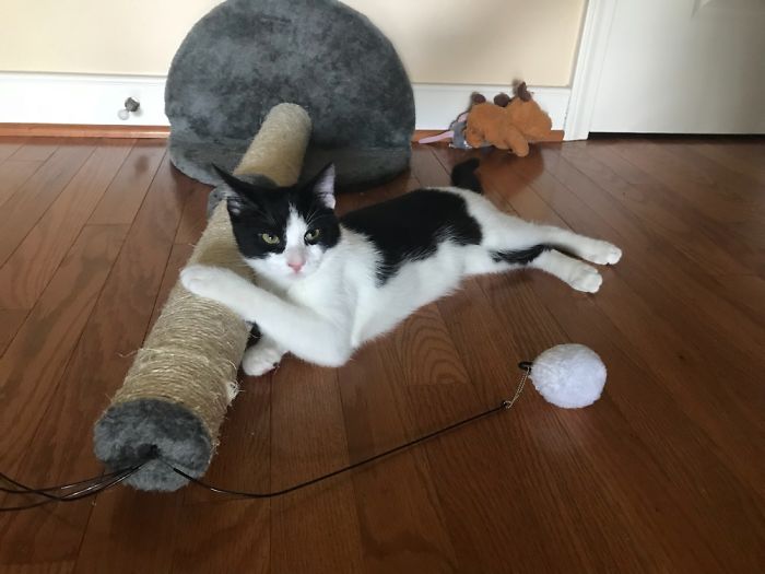 Share Pictures Of Your Pets Being Jerks Share Pictures Of Your Pets Being Jerks