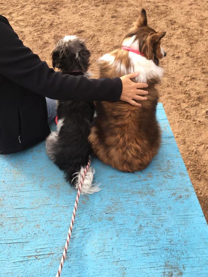 Share Pictures Of Your Pets Being Jerks Share Pictures Of Your Pets Being Jerks