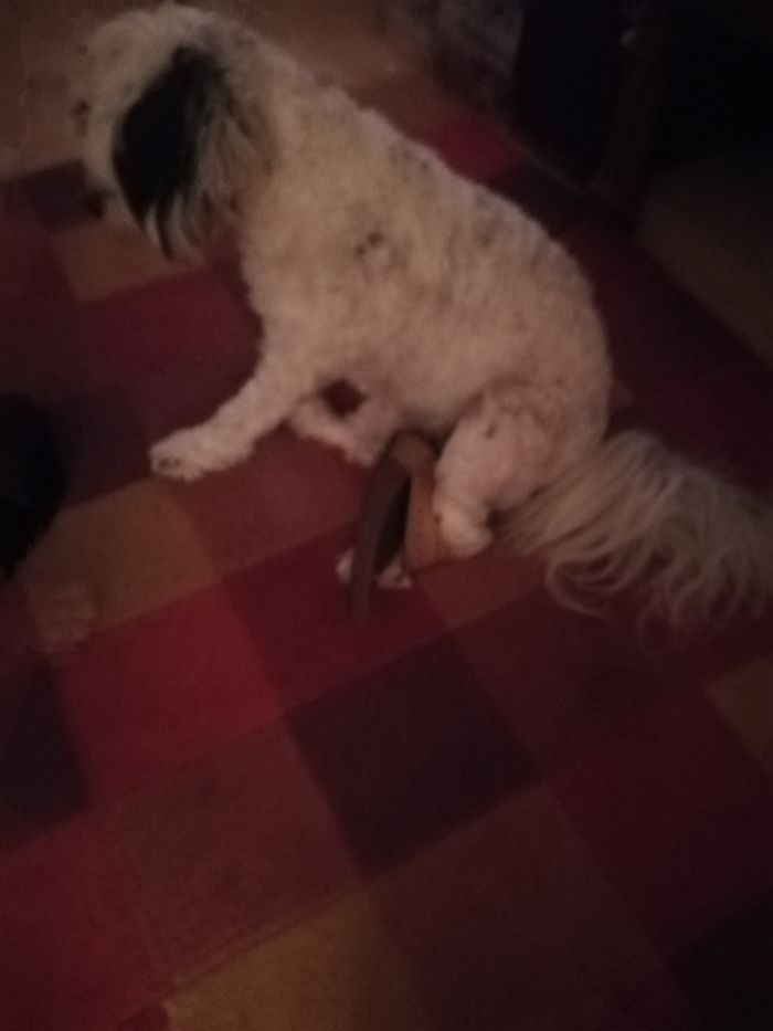 Share Pictures Of Your Pets Being Jerks Share Pictures Of Your Pets Being Jerks