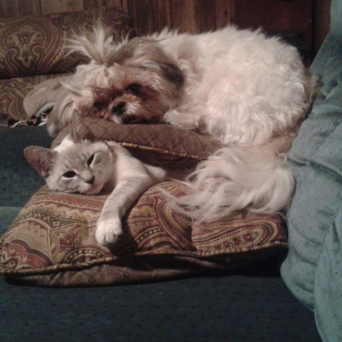 Share Pictures Of Your Pets Being Jerks Share Pictures Of Your Pets Being Jerks