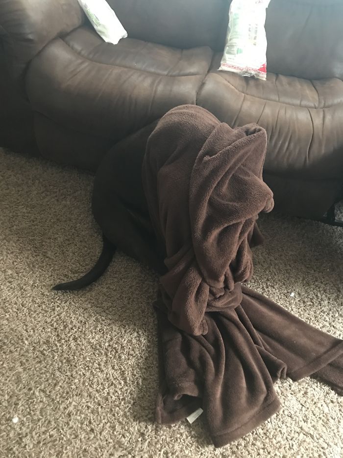 Share Pictures Of Your Pets Being Jerks Share Pictures Of Your Pets Being Jerks