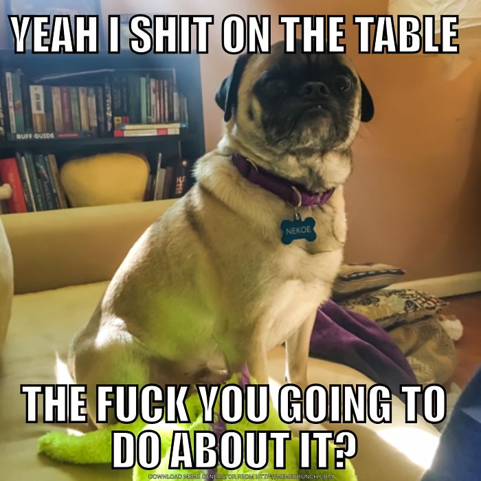 Share Pictures Of Your Pets Being Jerks Share Pictures Of Your Pets Being Jerks