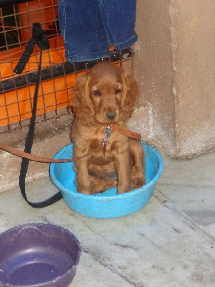 Share Pictures Of Your Pets Being Jerks Share Pictures Of Your Pets Being Jerks