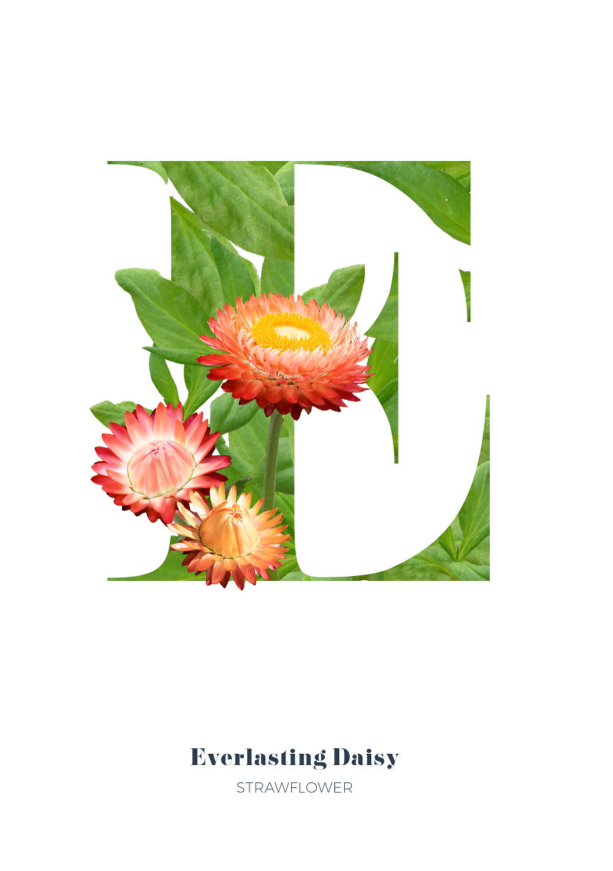 I Wanted To See What The Alphabet Would Look Like Made Out Of Flowers I Wanted To See What The Alphabet Would Look Like Made Out Of Flowers