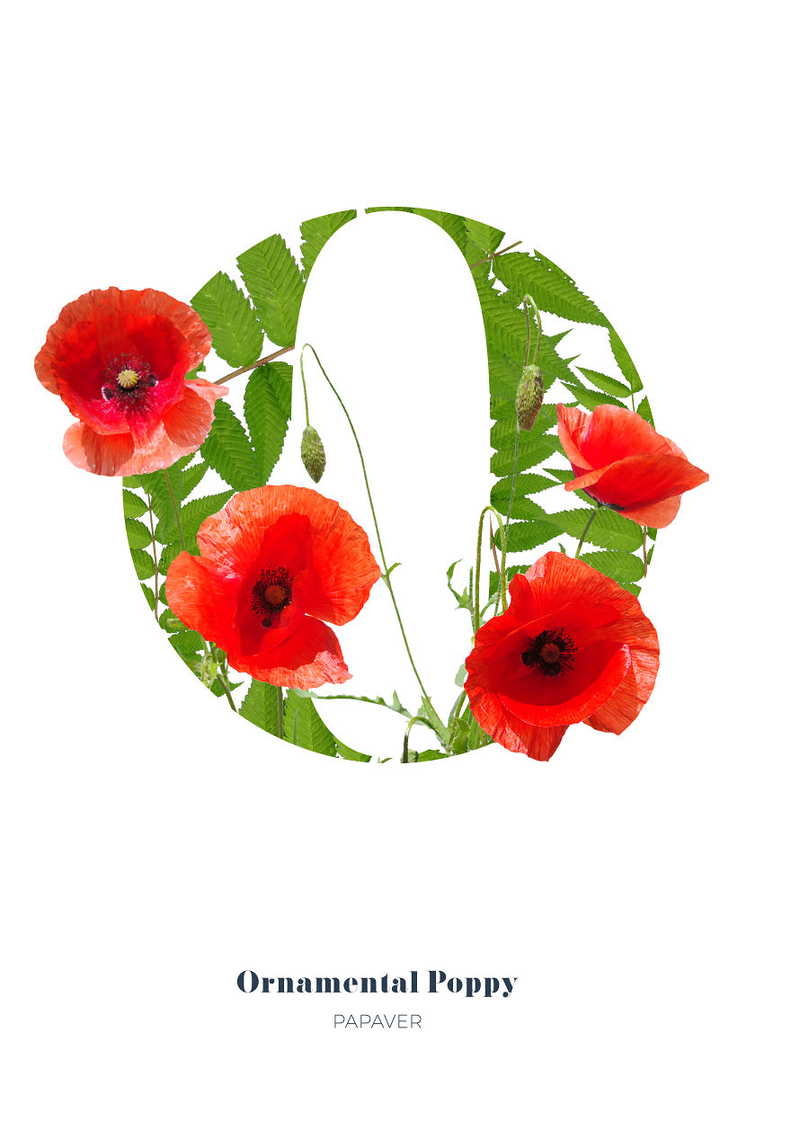 I Wanted To See What The Alphabet Would Look Like Made Out Of Flowers I Wanted To See What The Alphabet Would Look Like Made Out Of Flowers