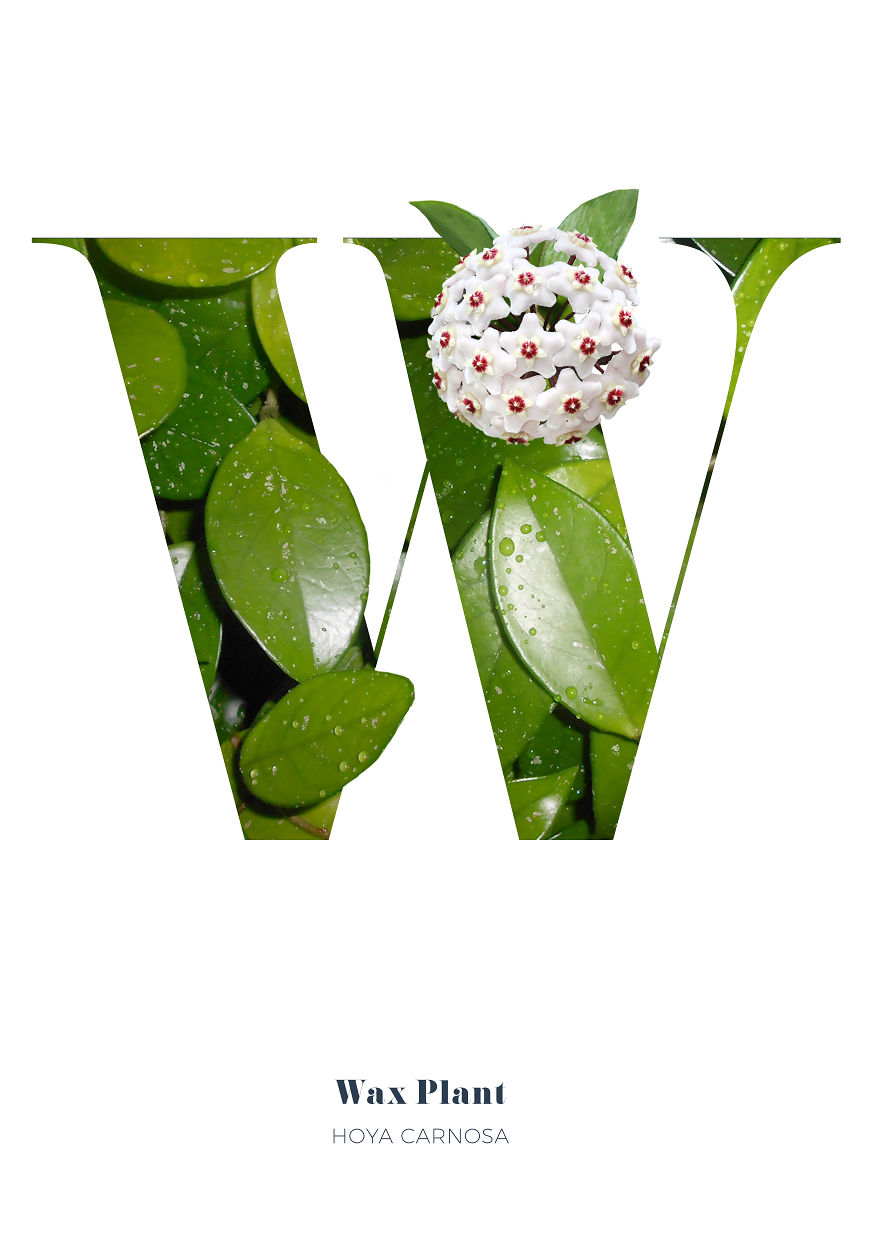 I Wanted To See What The Alphabet Would Look Like Made Out Of Flowers I Wanted To See What The Alphabet Would Look Like Made Out Of Flowers