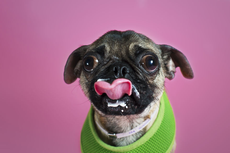 Pugs And Kisses Pugs And Kisses