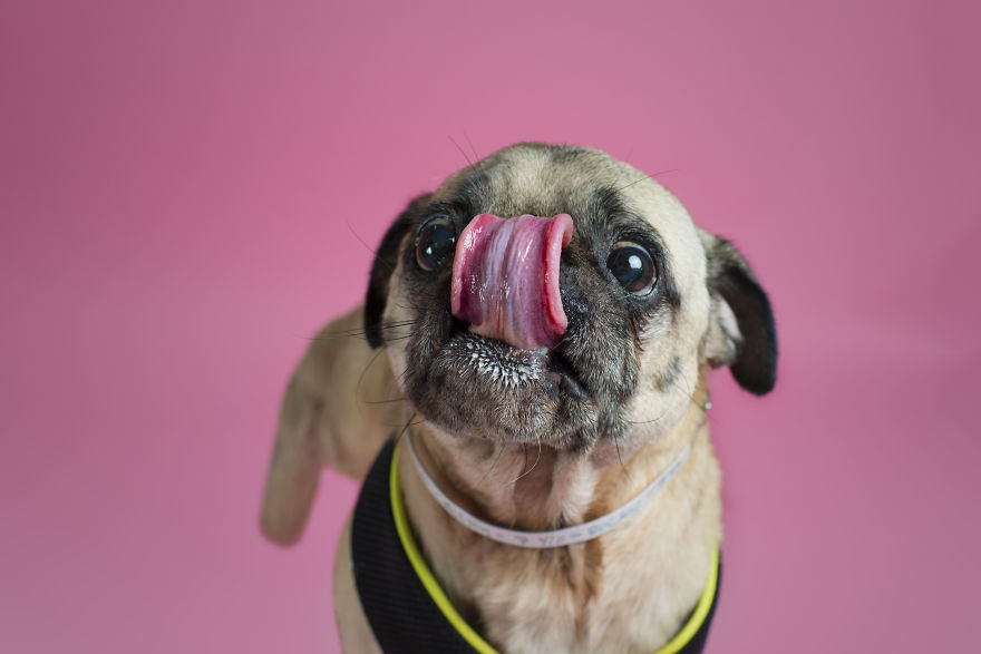 Pugs And Kisses Pugs And Kisses