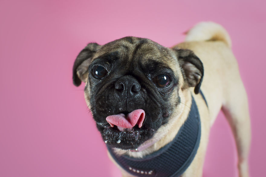 Pugs And Kisses Pugs And Kisses