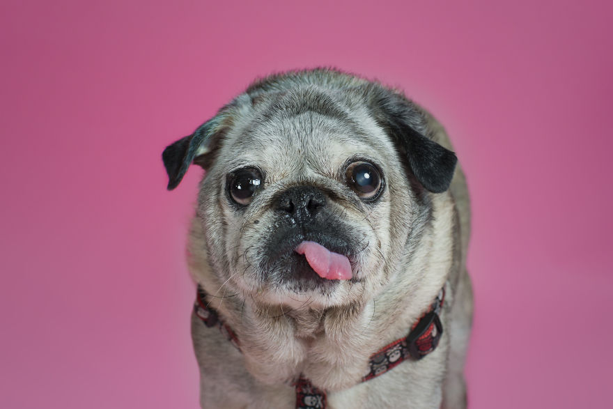 Pugs And Kisses Pugs And Kisses