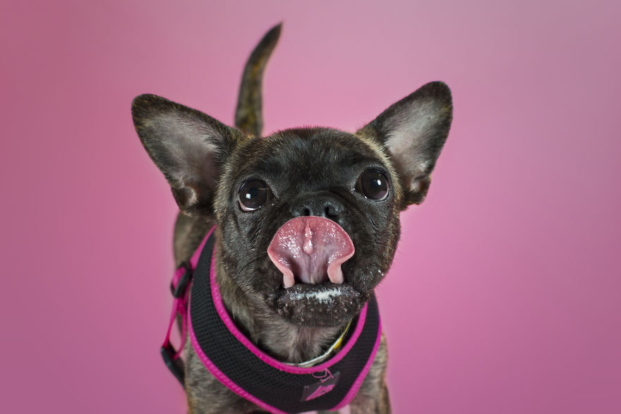 Pugs And Kisses Pugs And Kisses