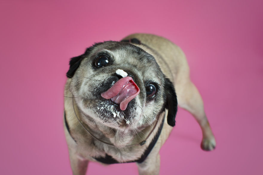 Pugs And Kisses Pugs And Kisses