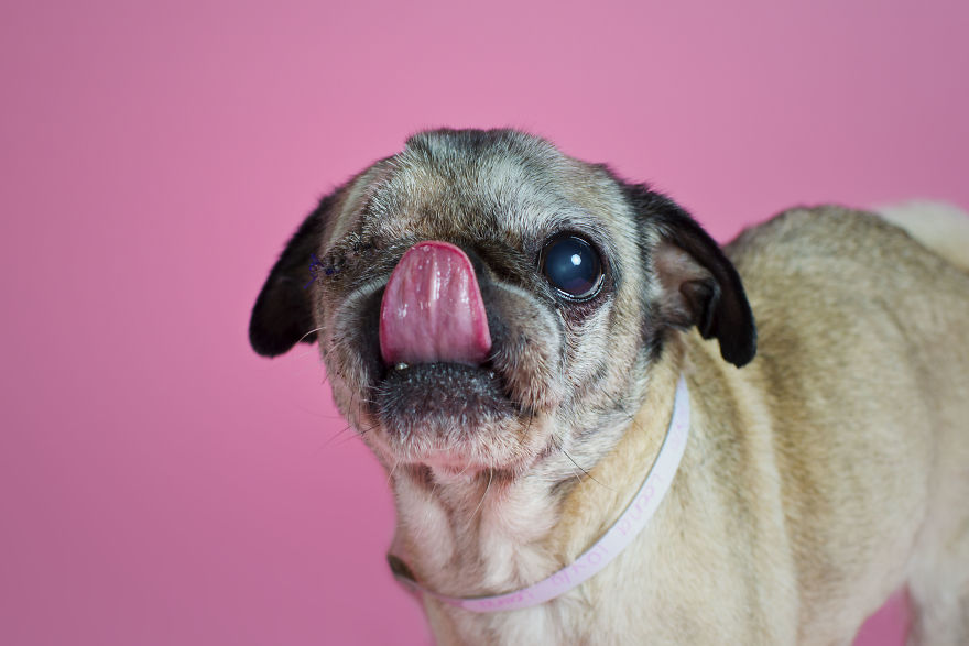 Pugs And Kisses Pugs And Kisses