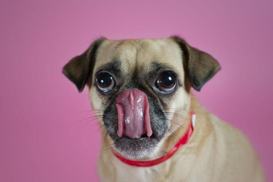 Pugs And Kisses Pugs And Kisses