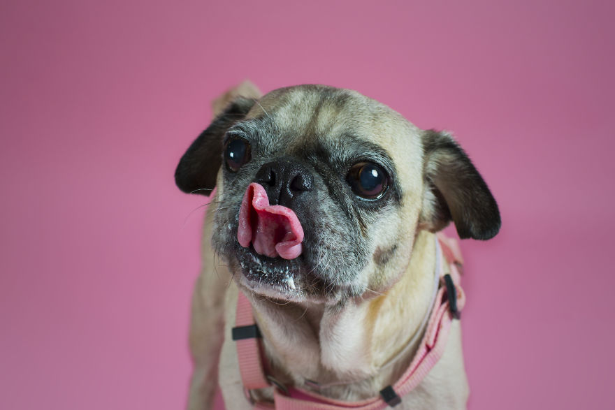 Pugs And Kisses Pugs And Kisses