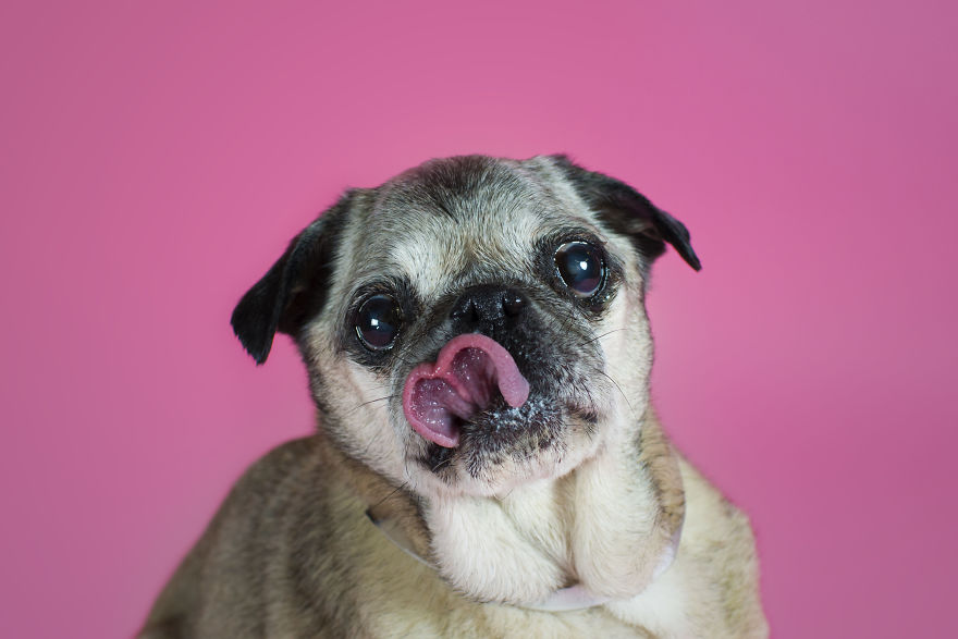 Pugs And Kisses Pugs And Kisses