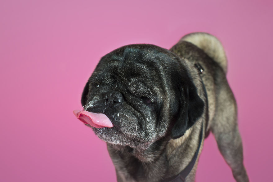 Pugs And Kisses Pugs And Kisses