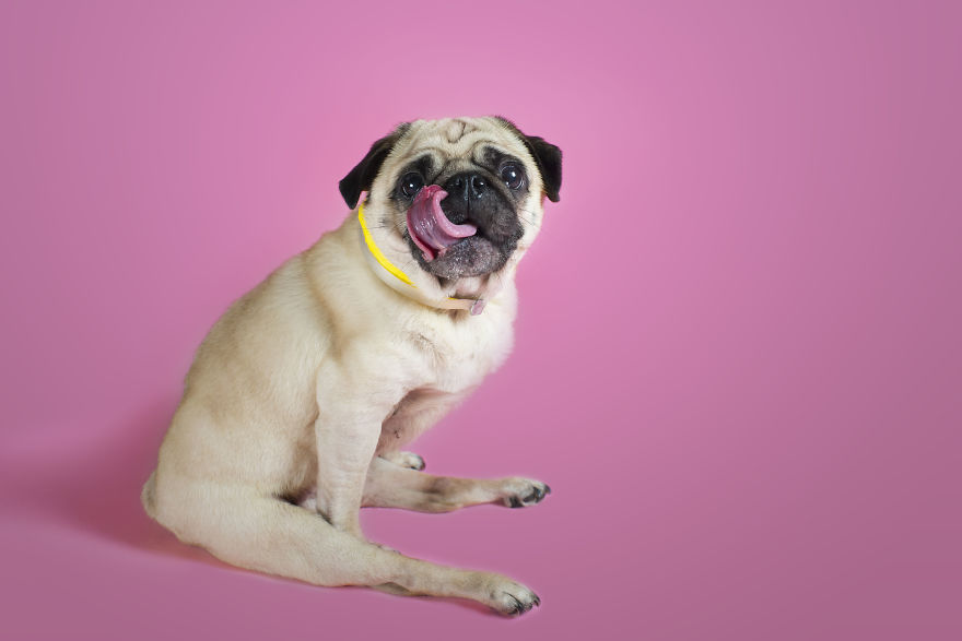 Pugs And Kisses Pugs And Kisses