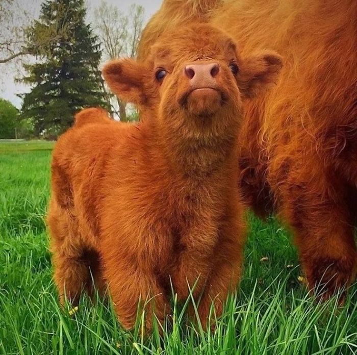 If You Ever Feel Sad, These 50 Highland Cattle Calves Will Make You Smile