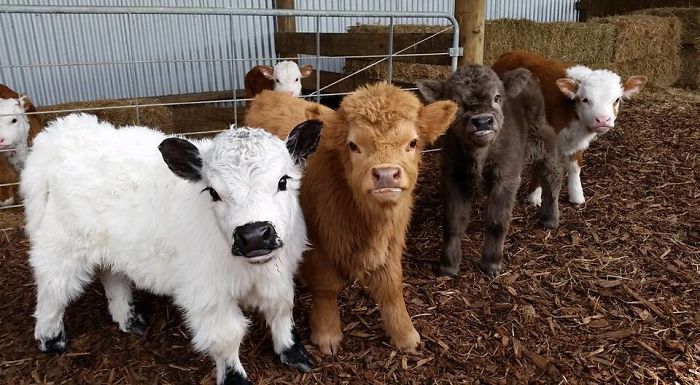 If You Ever Feel Sad, These 50 Highland Cattle Calves Will Make You Smile