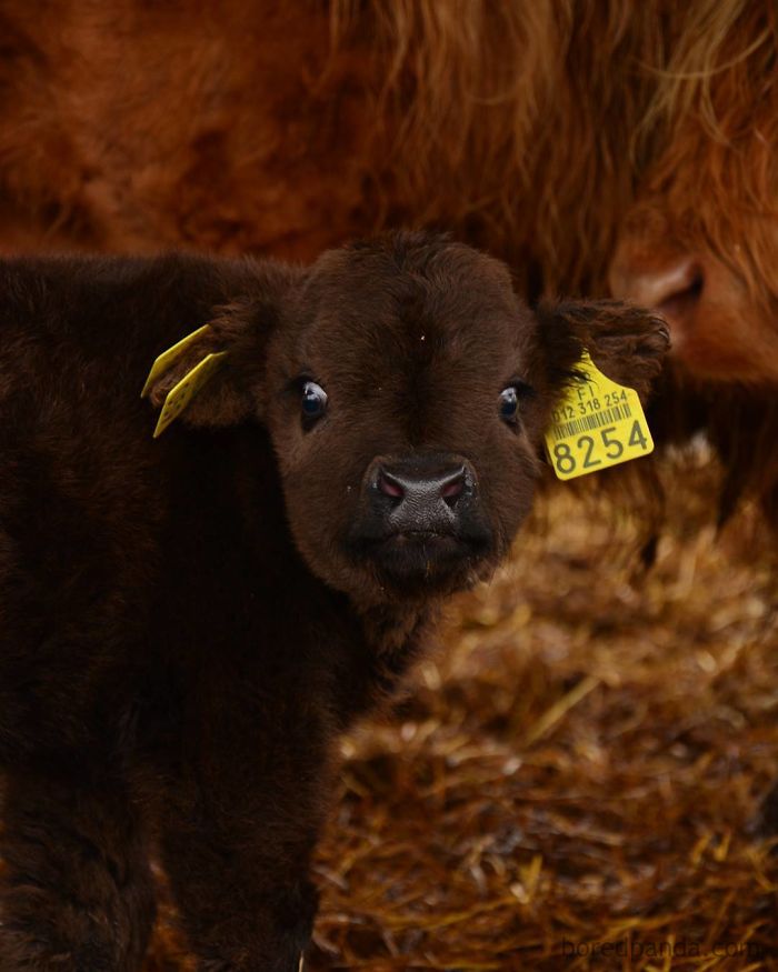 If You Ever Feel Sad, These 50 Highland Cattle Calves Will Make You Smile