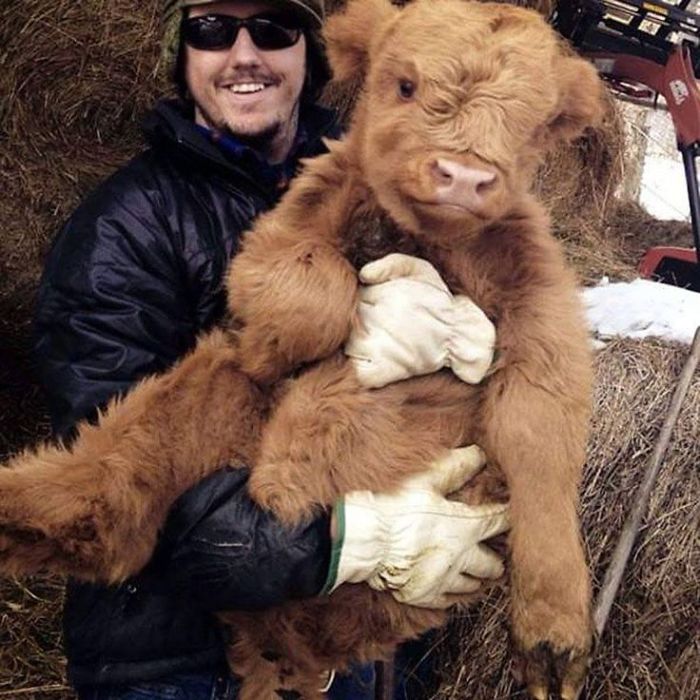 If You Ever Feel Sad, These 50 Highland Cattle Calves Will Make You Smile