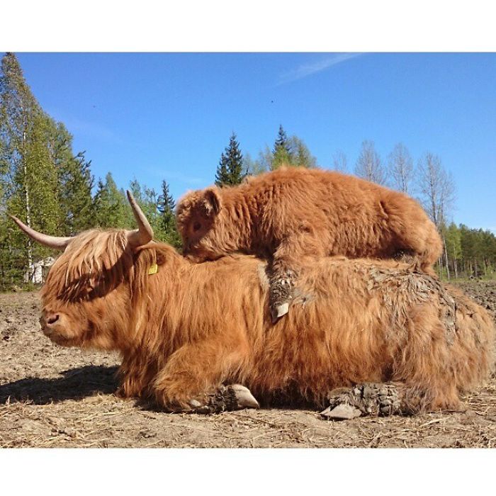 If You Ever Feel Sad, These 50 Highland Cattle Calves Will Make You Smile