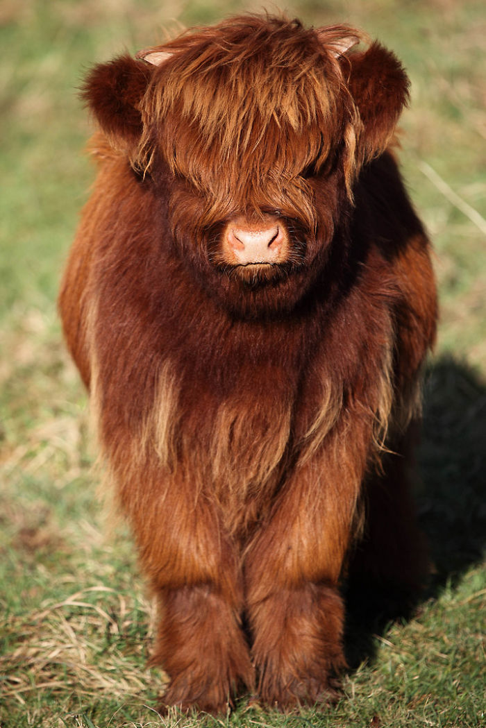 If You Ever Feel Sad, These 50 Highland Cattle Calves Will Make You Smile